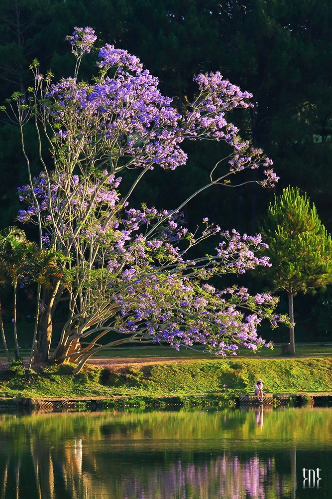 Du khách tiếc nuối khi cây phượng tím đẹp bên hồ Xuân Hương gãy đổ - 3