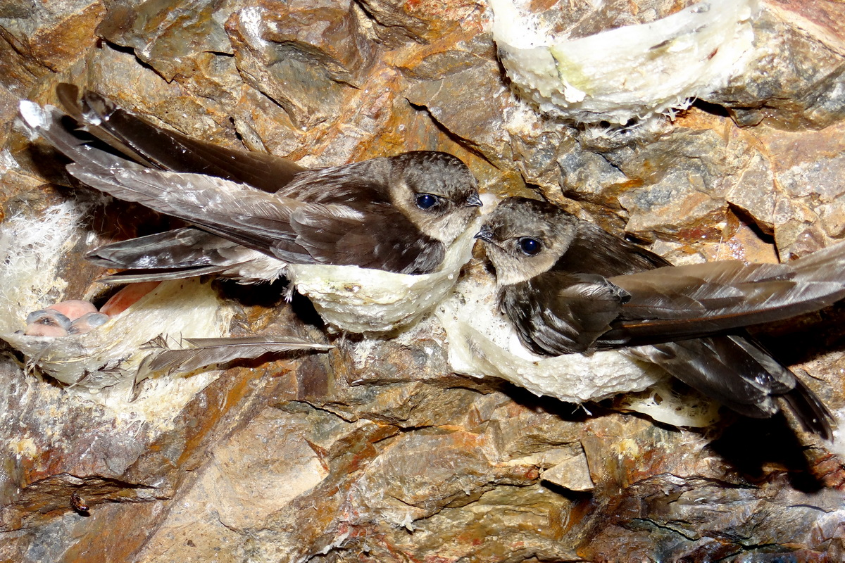 Khánh Hòa tìm giải pháp bảo vệ và phát triển bền vững chim yến - 3