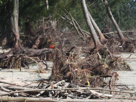  - Bãi biển đẹp nhất Quảng Ngãi tan hoang sau bão số 13