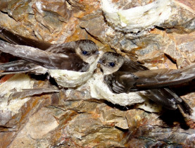  - Khánh Hòa tìm giải pháp bảo vệ và phát triển bền vững chim yến