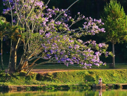  - Du khách tiếc nuối khi cây phượng tím đẹp bên hồ Xuân Hương gãy đổ