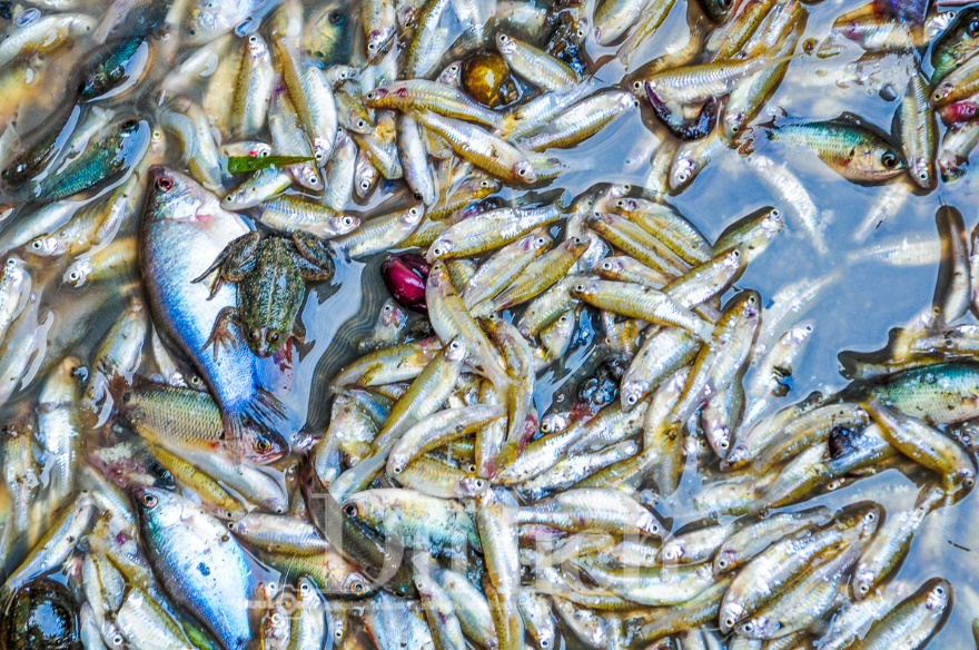 Mênh mang biển nước dệt bản tình ca giữa đất trời Mương Dú - 9