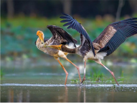  - Vũ điệu thiên nhiên