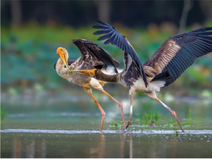 Suy ngẫm - Vũ điệu thiên nhiên