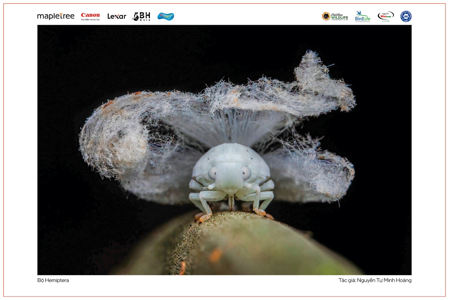 Vũ điệu thiên nhiên - 9