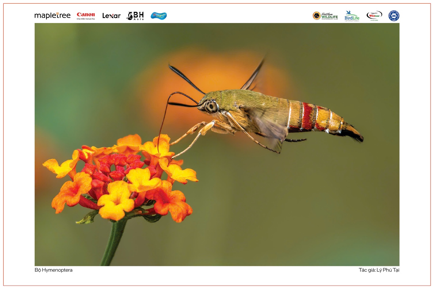 Vũ điệu thiên nhiên - 4