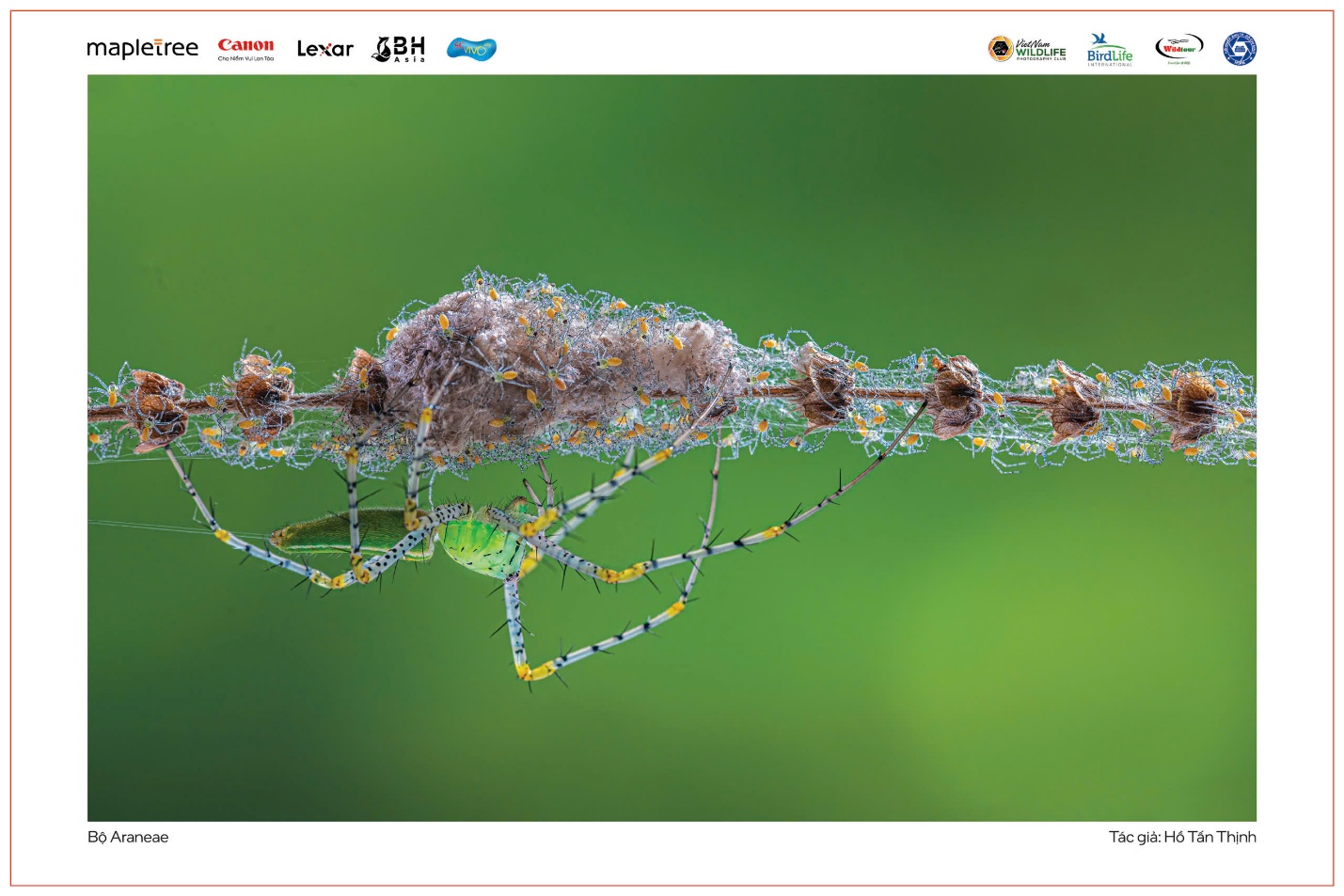 Vũ điệu thiên nhiên - 2