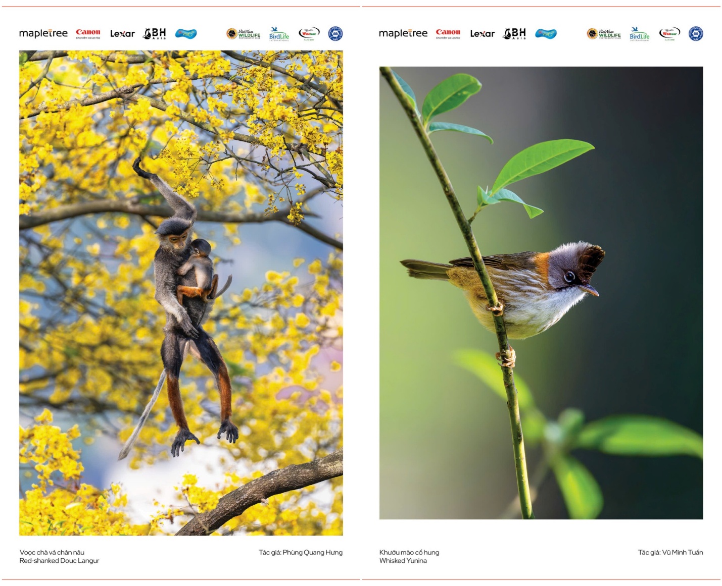 Vũ điệu thiên nhiên - 6