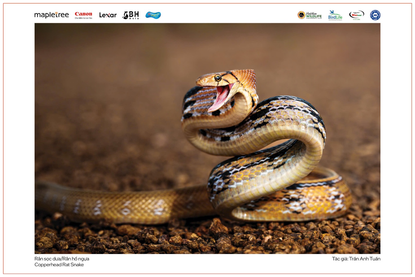 Vũ điệu thiên nhiên - 7