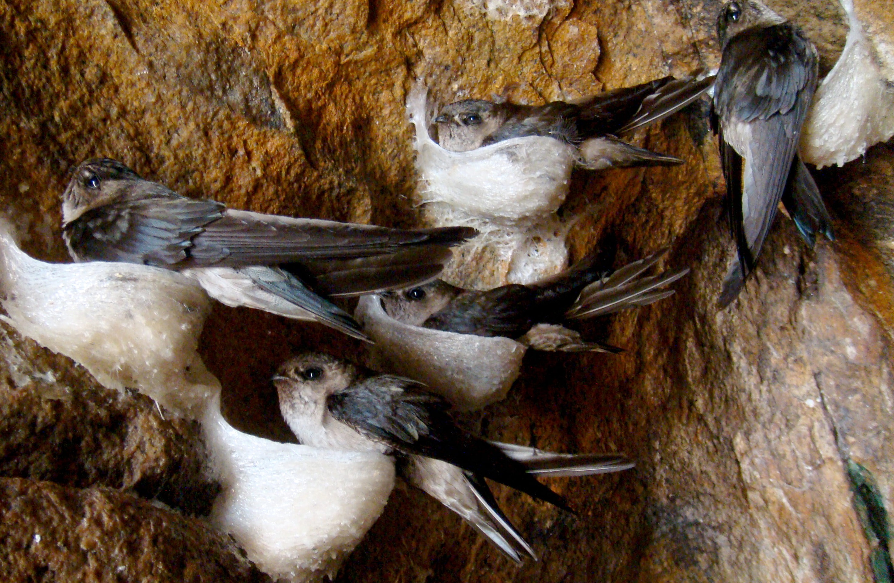 Mùa yến gọi bầy - 1