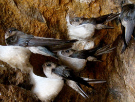  - Mùa yến gọi bầy