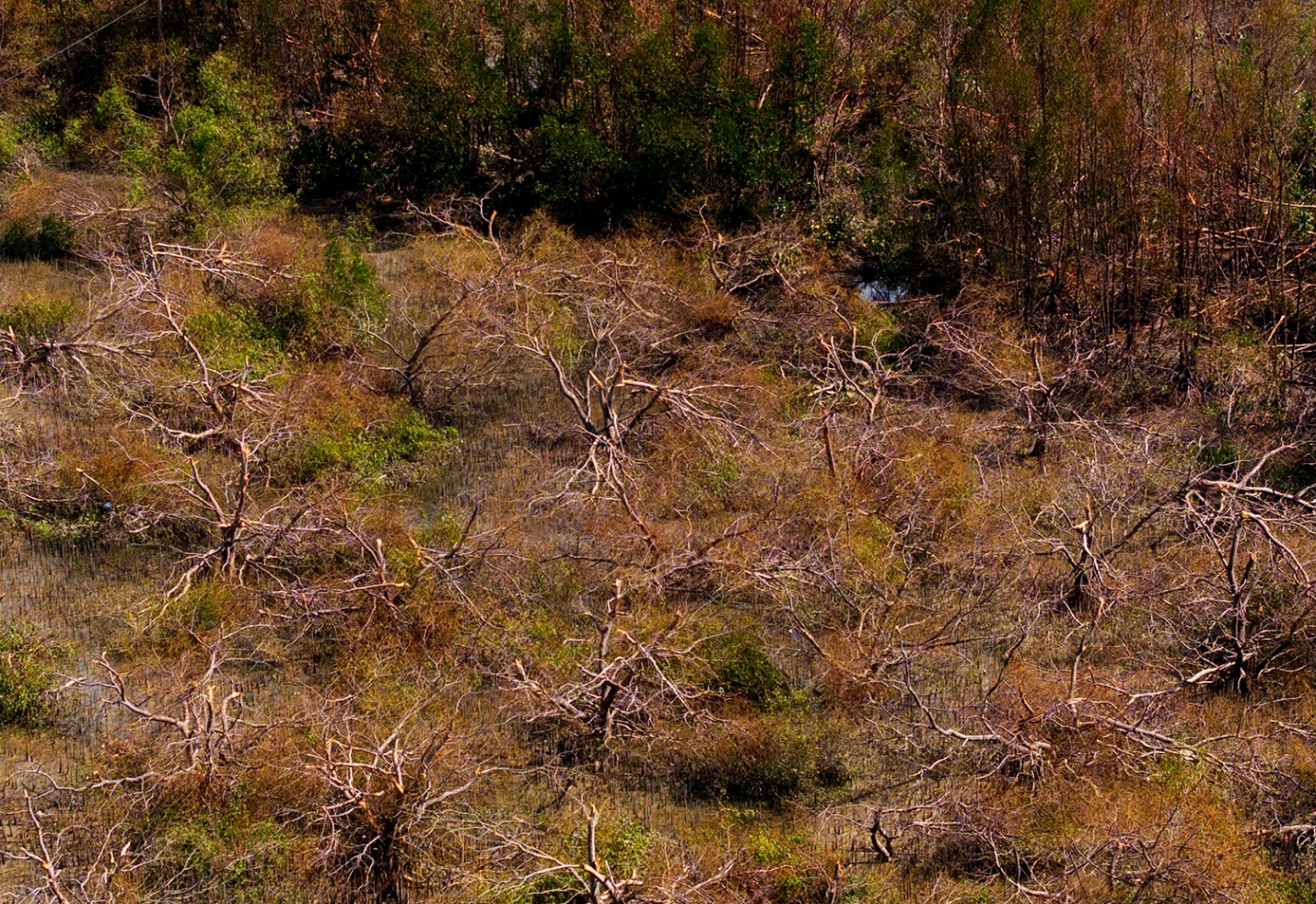 khu du lich sinh thai con chim toi ta sau bao 13 - 9