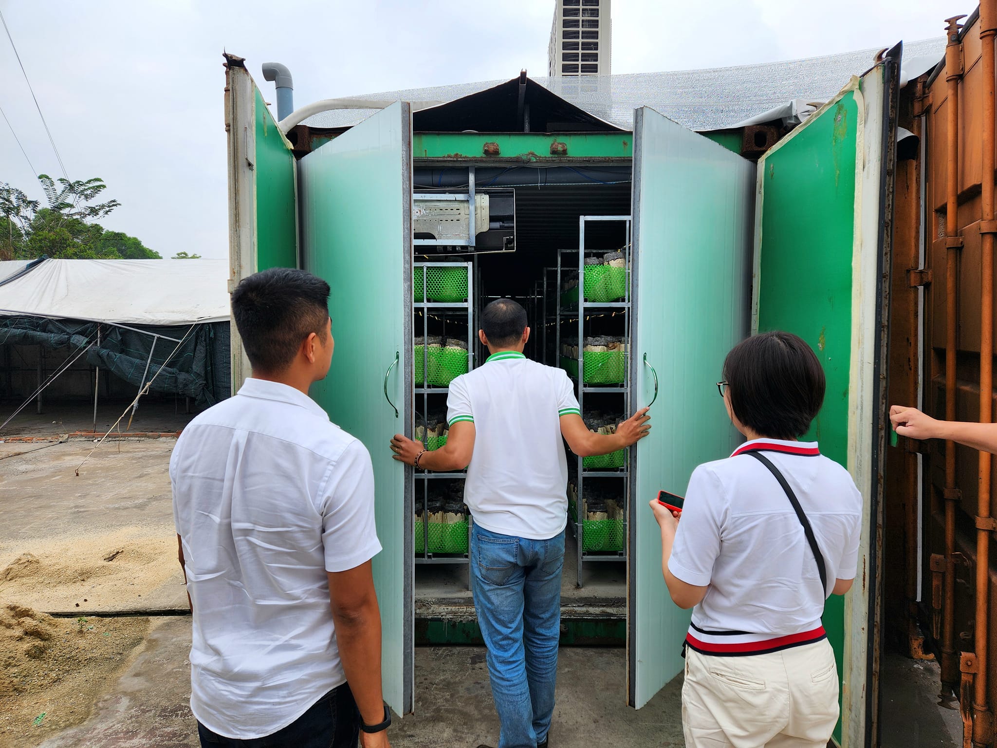 TP.HCM: Nuôi nấm mối đen trong container, giải pháp cho nông nghiệp đô thị - 1