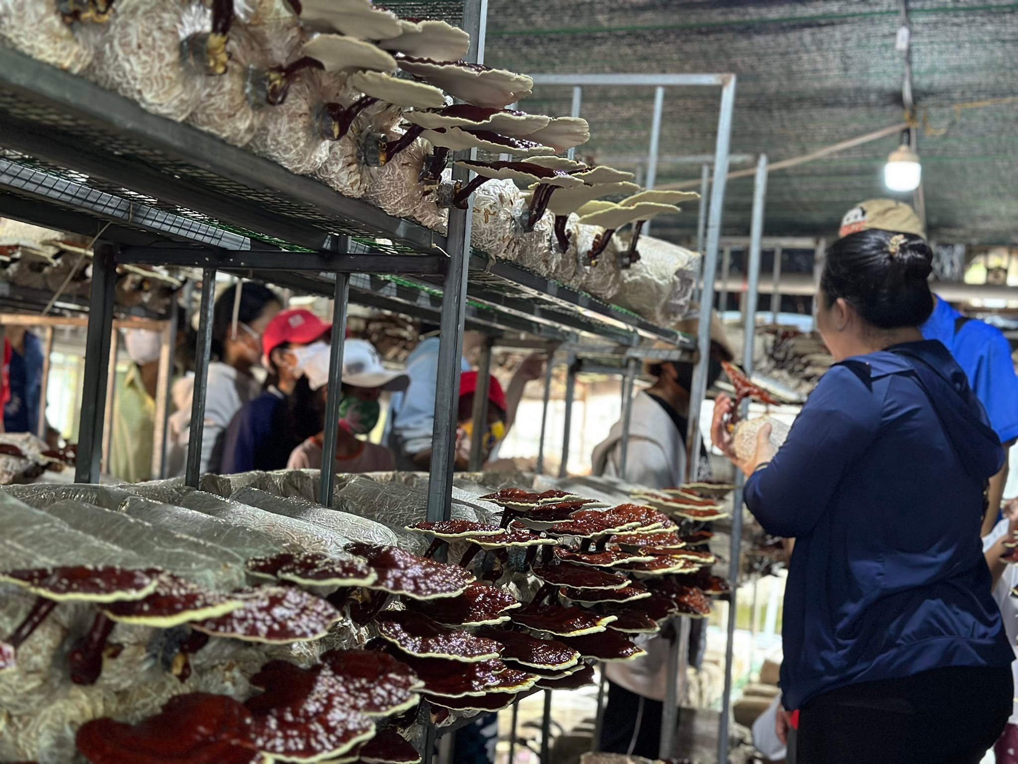 TP.HCM: Phát triển làng nghề nông thôn gắn OCOP và hợp tác xã - 2