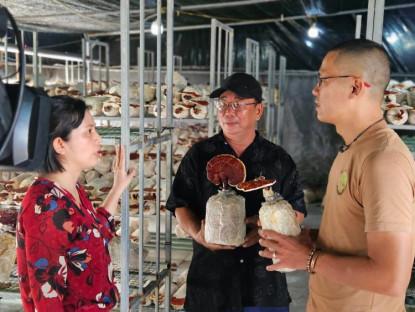  - TP.HCM: Nuôi nấm mối đen trong container, giải pháp cho nông nghiệp đô thị