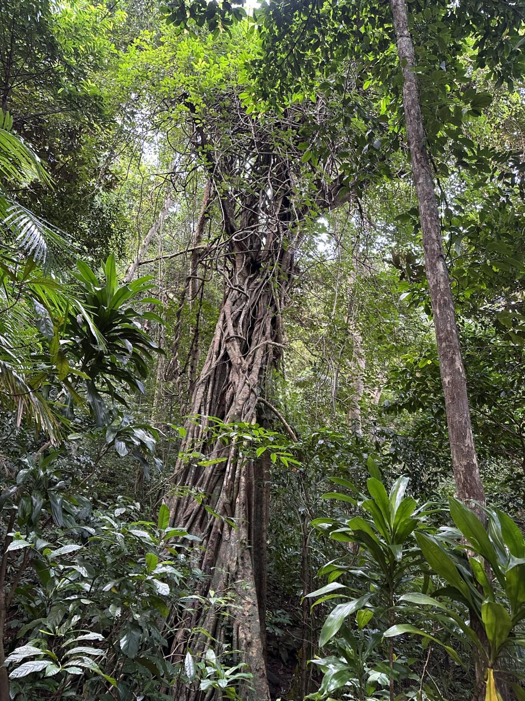 Mở lại cung đường trekking nổi tiếng Côn Đảo - 3