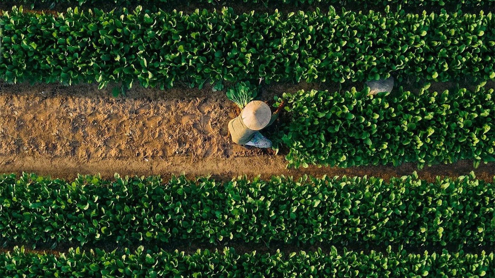 giai ma tra que: bai hoc chinh sach nao cho du lich lang nghe tp.hcm? - 4