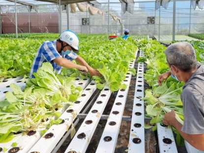 TP.HCM: Rà soát chính sách tín dụng, đất đai để thúc đẩy OCOP và nông nghiệp công nghệ cao