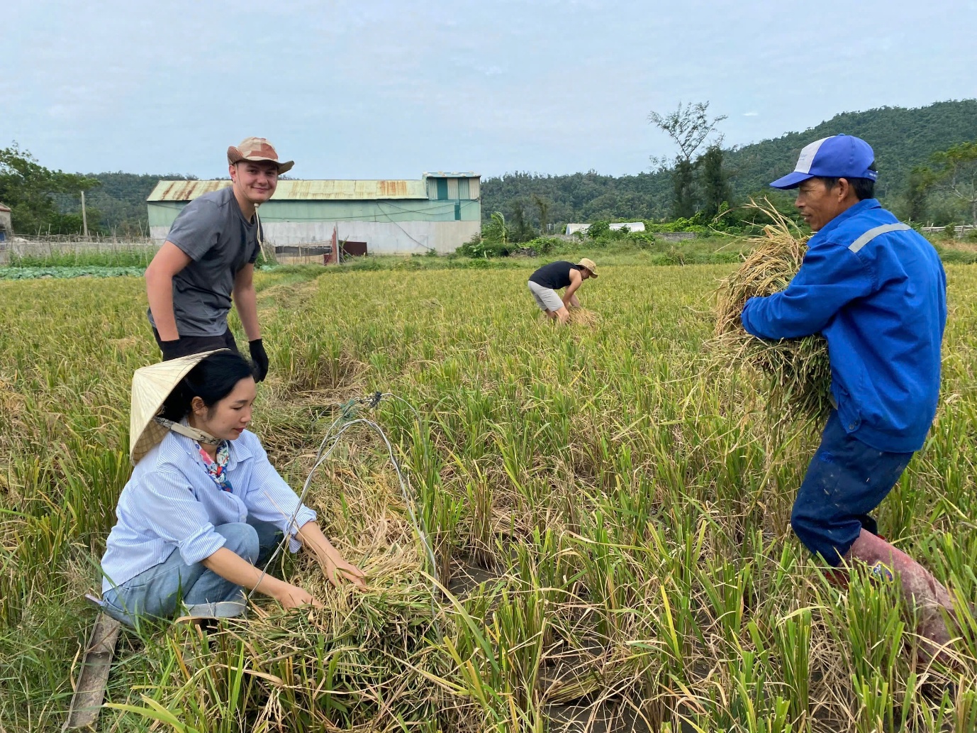 “khach tay” di du lich xuong ruong gat lua, keo cay cung nong dan tren dao co to - 2