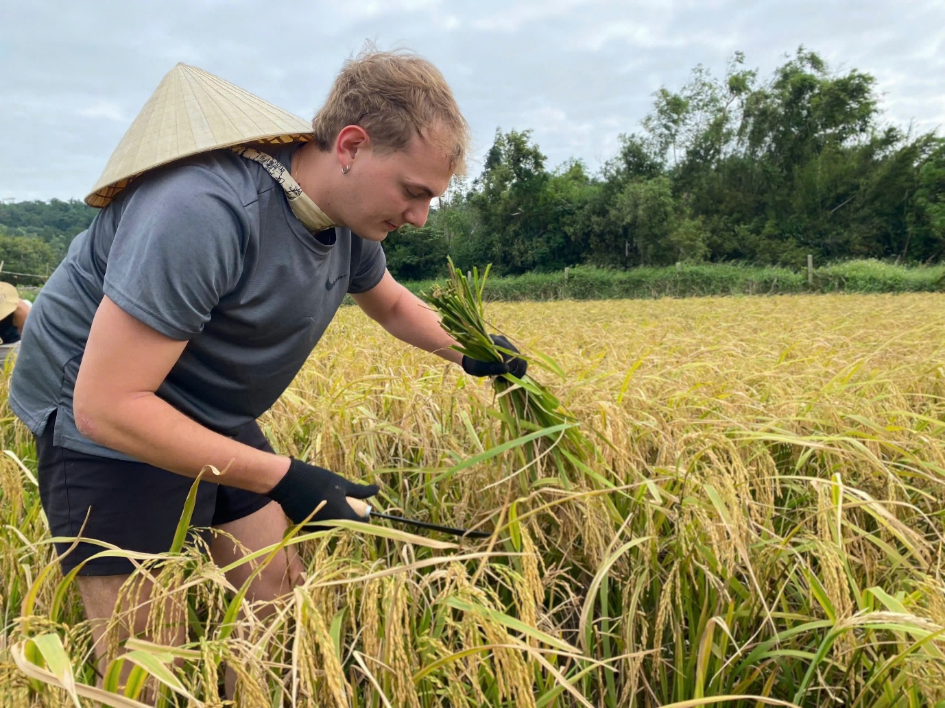 “khach tay” di du lich xuong ruong gat lua, keo cay cung nong dan tren dao co to - 3