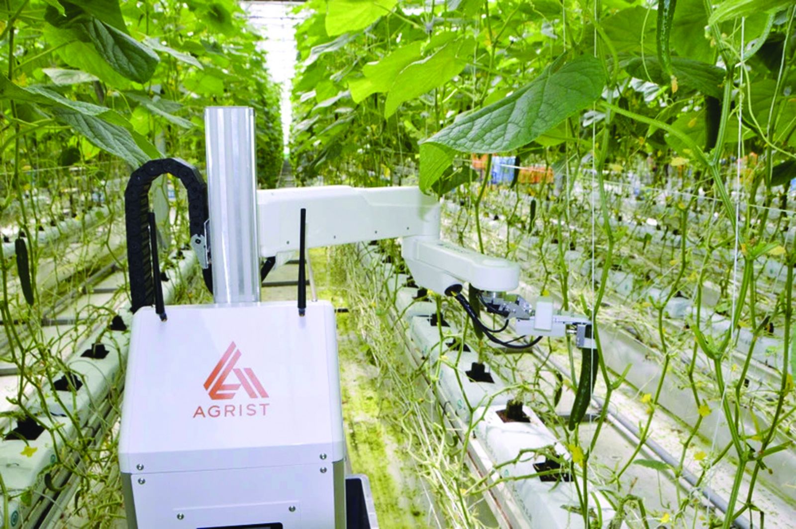 Giải pháp AI cho nông nghiệp: Bắt đầu từ số hóa dữ liệu cấp xã, huyện - 1