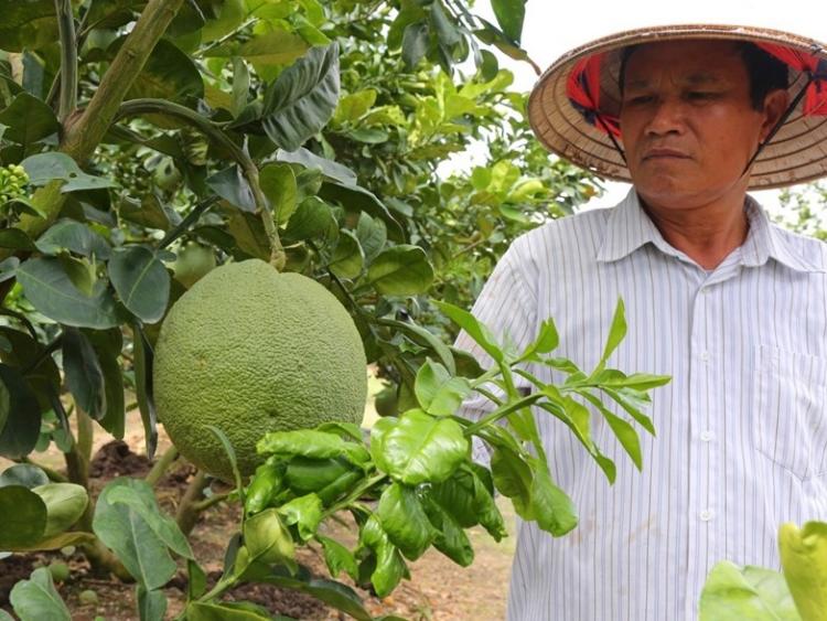 TP.HCM: Điển hình cải tạo đất phèn và bài toán chính sách cho 'vàng xanh'