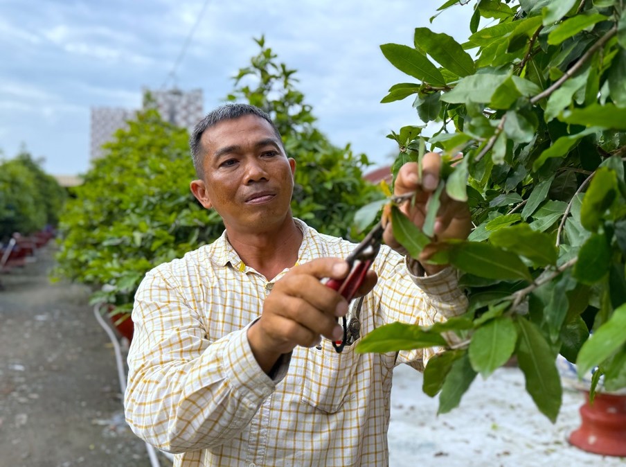 Nghề trồng mai Thủ Đức: Từ thành công cá nhân đến yêu cầu liên kết OCOP - 2