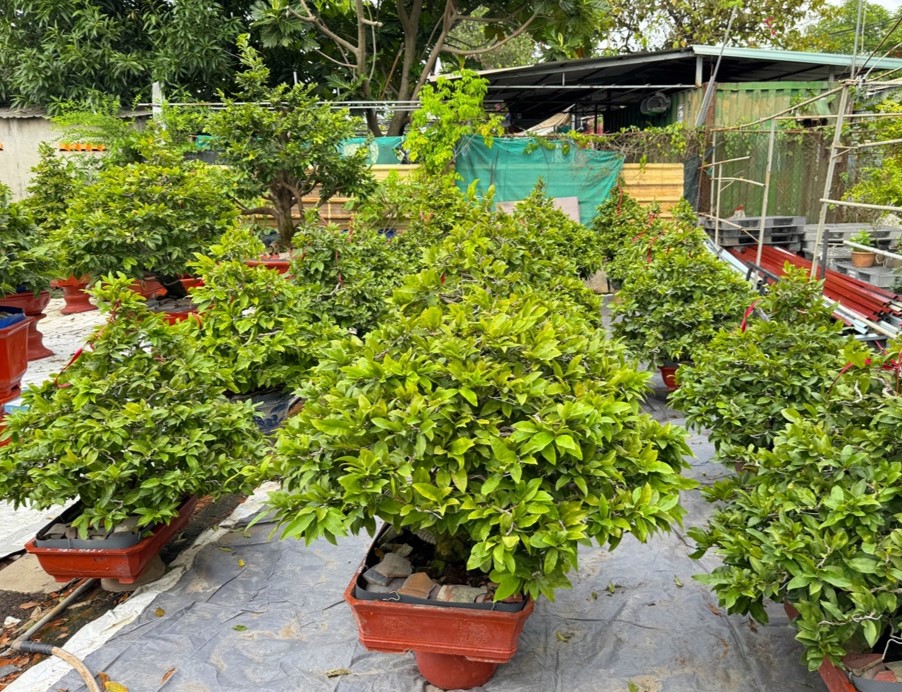 Nghề trồng mai Thủ Đức: Từ thành công cá nhân đến yêu cầu liên kết OCOP - 3