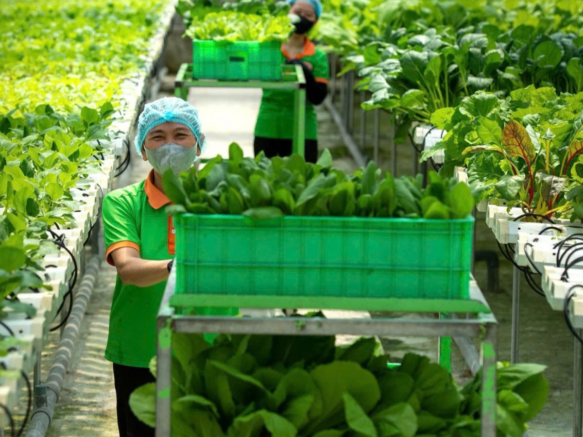 TP.HCM: Ngành nghề nông thôn phát triển từ OCOP và công nghệ cao - 1