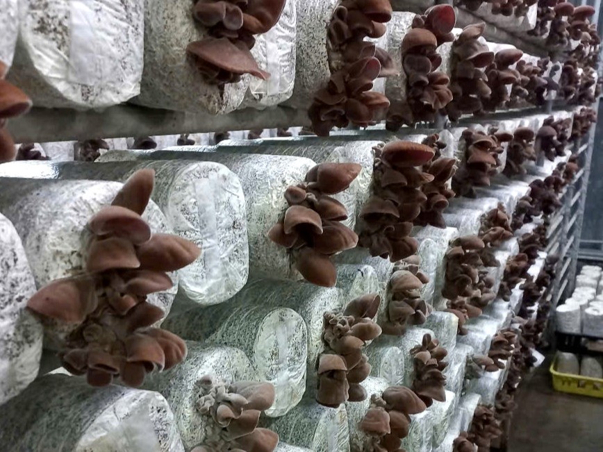 Nông nghiệp đô thị: Giải pháp công nghệ và bài học từ mô hình trồng nấm - 3