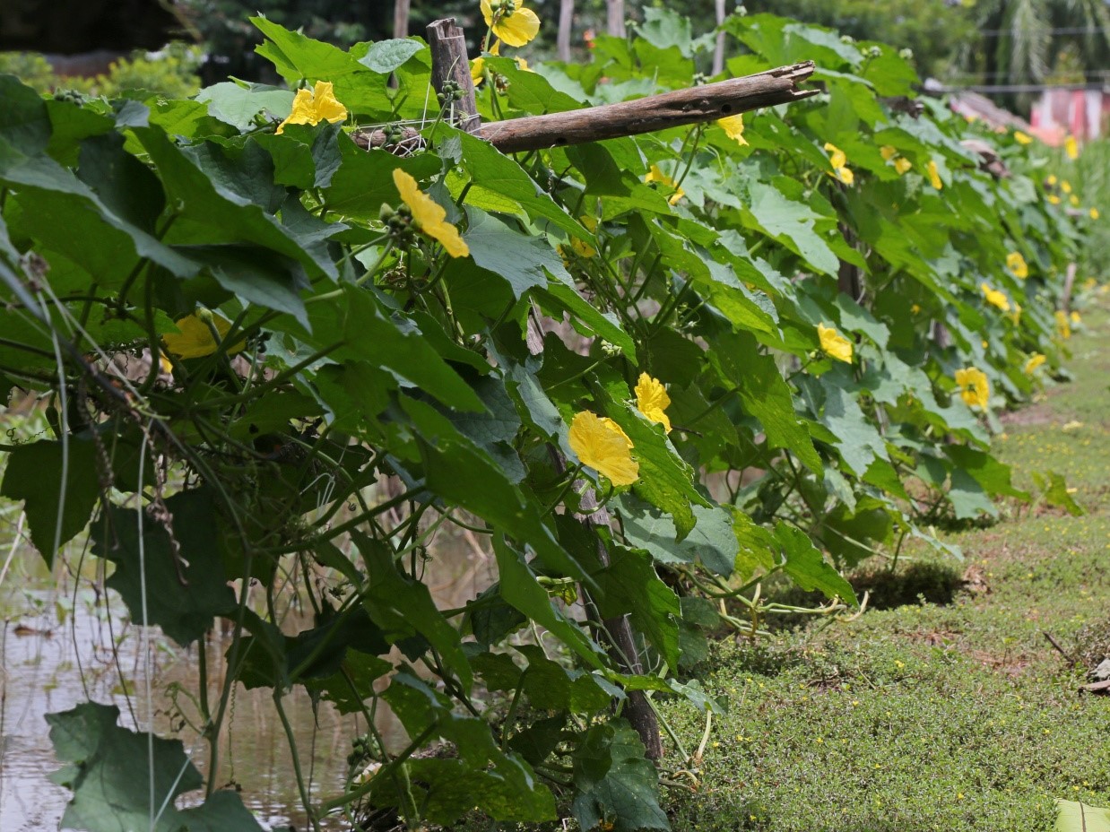 TP.HCM: Hiệu quả chính sách hỗ trợ và điển hình nông dân VietGAP - 2