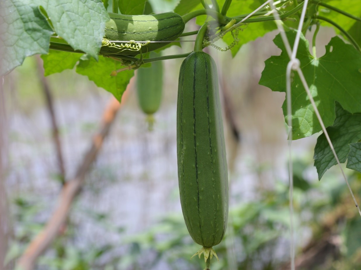 TP.HCM: Hiệu quả chính sách hỗ trợ và điển hình nông dân VietGAP - 3
