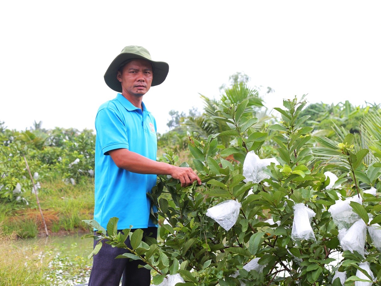 Hiệu quả chính sách chuyển đổi: Nông dân Bình Chánh làm giàu trên đất phèn - 1