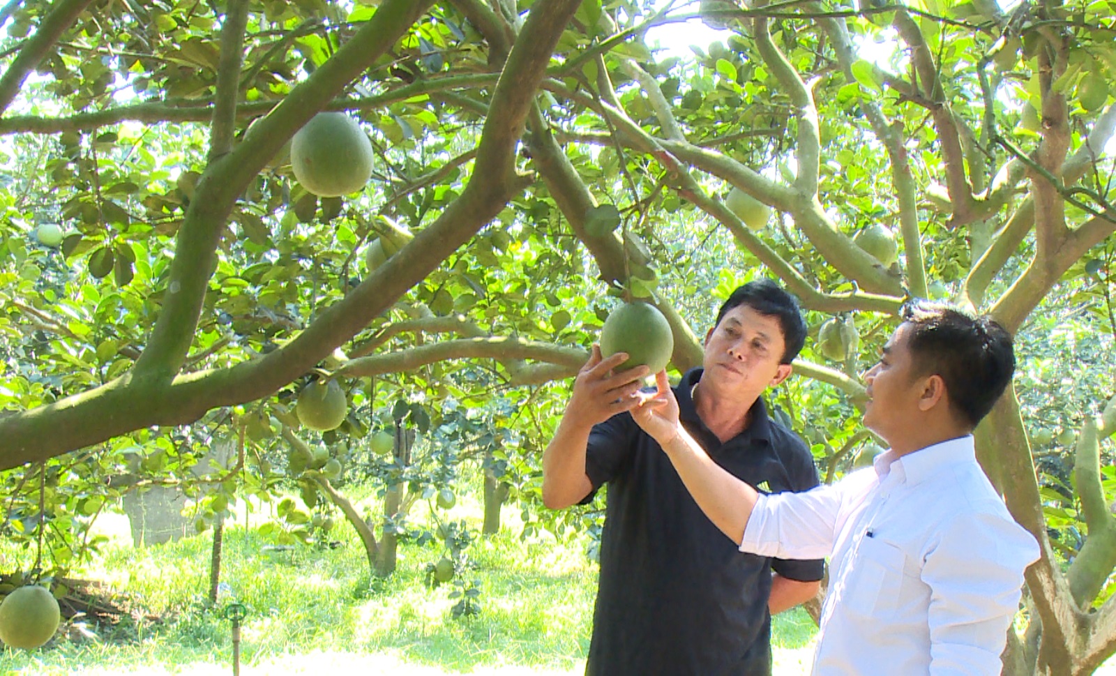 Xã Thường Tân: Tăng cường liên kết ‘bốn nhà’, phát triển OCOP và công nghệ cao - 1