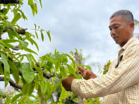 Nghề trồng mai Thủ Đức: Từ thành công cá nhân đến yêu cầu liên kết OCOP
