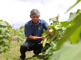 TP.HCM: Hiệu quả chính sách hỗ trợ và điển hình nông dân VietGAP