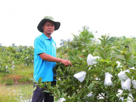 Hiệu quả chính sách chuyển đổi: Nông dân Bình Chánh làm giàu trên đất phèn