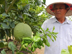 TP.HCM: Điển hình cải tạo đất phèn và bài toán chính sách cho 'vàng xanh'