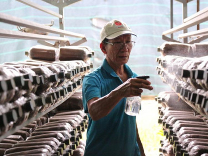 Nông nghiệp đô thị: Giải pháp công nghệ và bài học từ mô hình trồng nấm