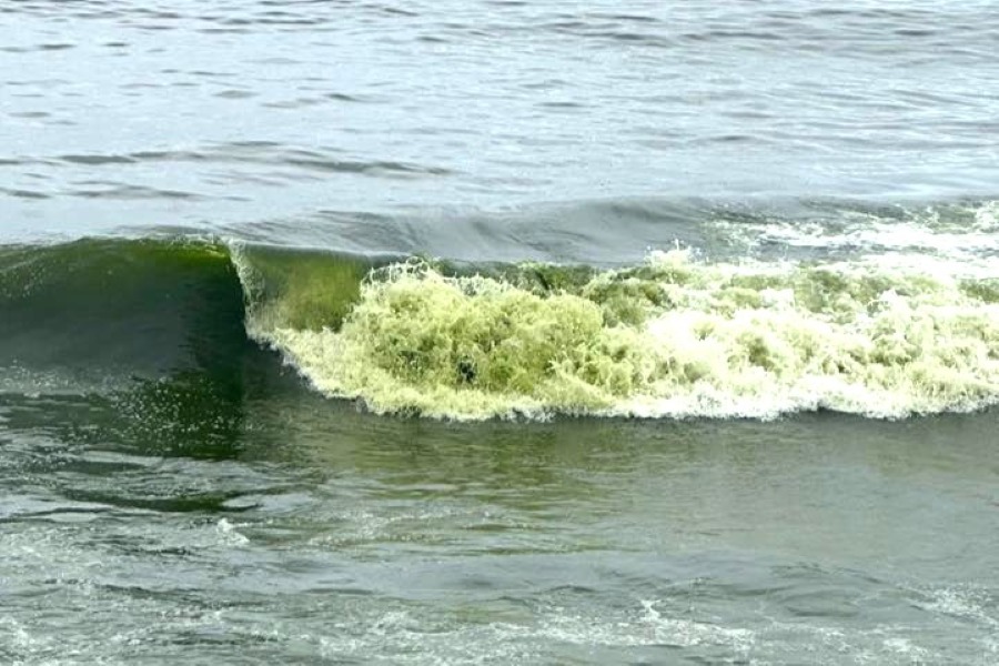 Nước biển Vũng Tàu màu xanh lá có bất thường? - 1