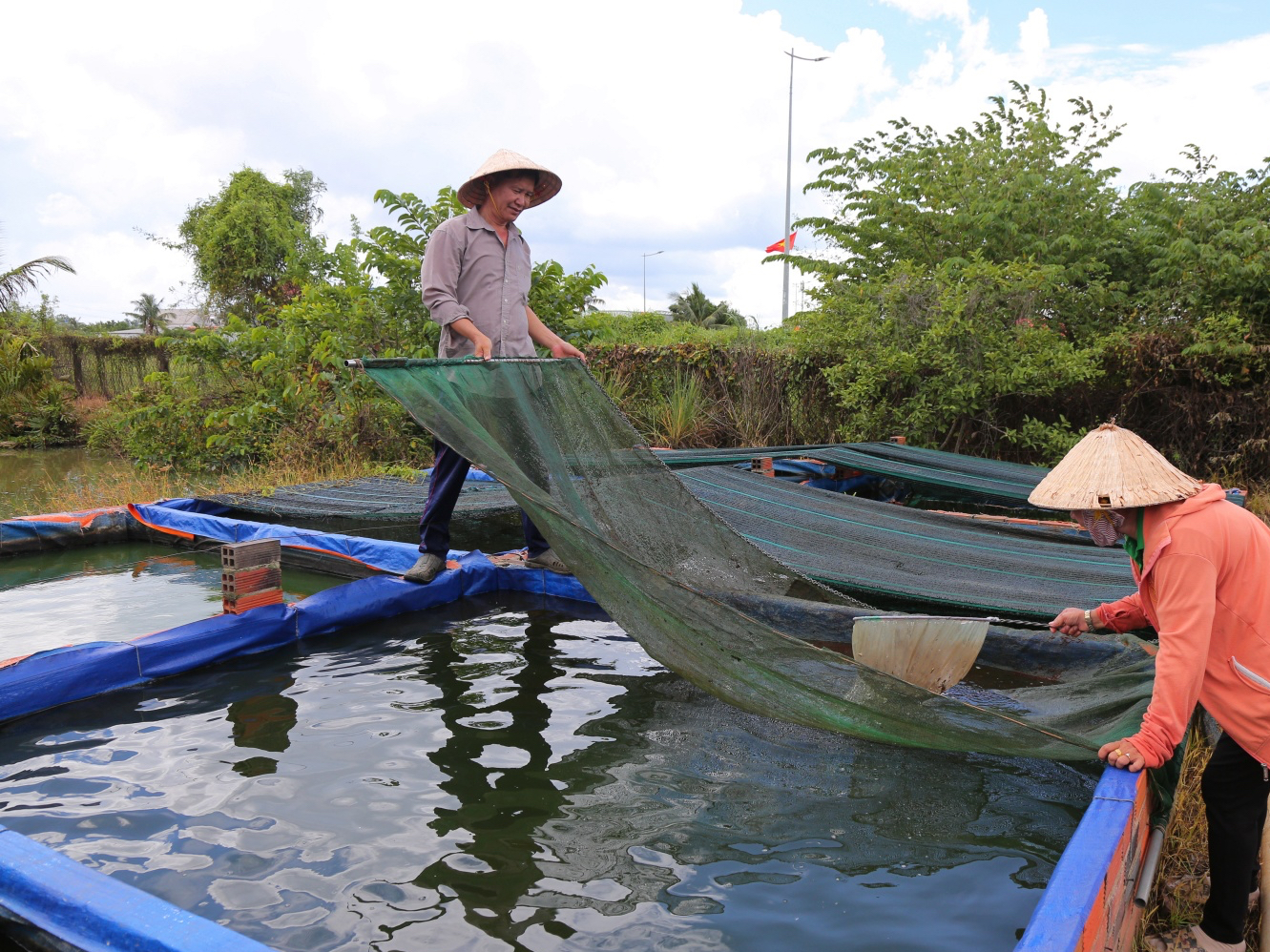 TP.HCM: Cá cảnh thành ngành xuất khẩu 100 triệu USD, chính sách lãi suất 100% tạo đòn bẩy - 1