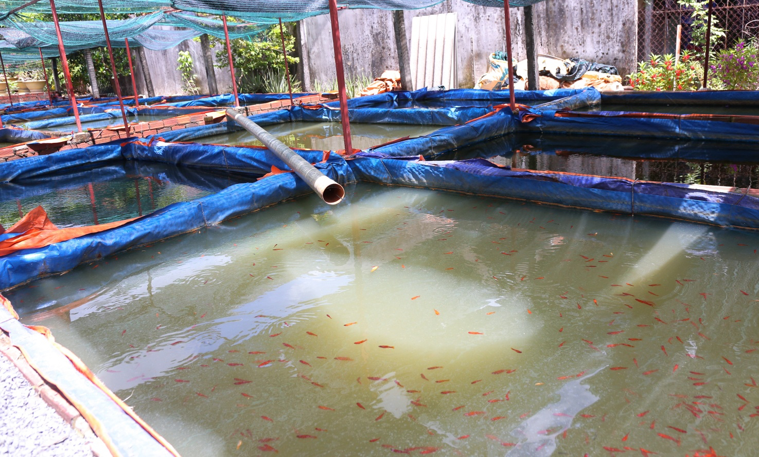 TP.HCM: Cá cảnh thành ngành xuất khẩu 100 triệu USD, chính sách lãi suất 100% tạo đòn bẩy - 2