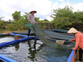 TP.HCM: Cá cảnh thành ngành xuất khẩu 100 triệu USD, chính sách lãi suất 100% tạo đòn bẩy