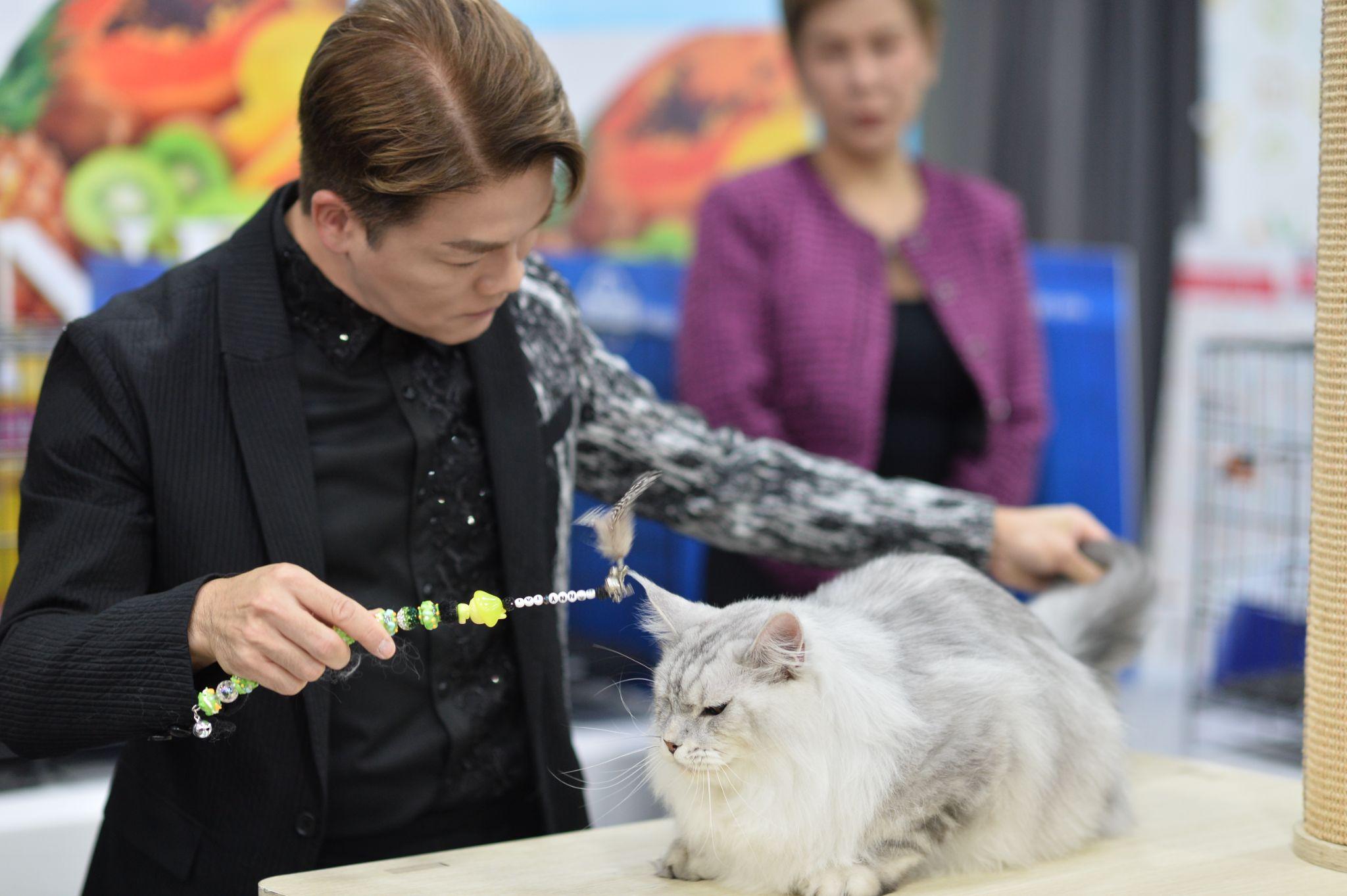 2 bé mèo Anh lông ngắn đăng quang trở thành Hoa hậu mèo FFF tại Việt Nam - 3