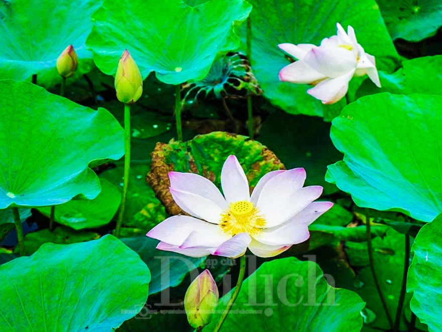 Bí thư Trần Lưu Quang về thăm Ngã Ba Giồng - Hành trình về nguồn thiêng liêng lịch sử - 12