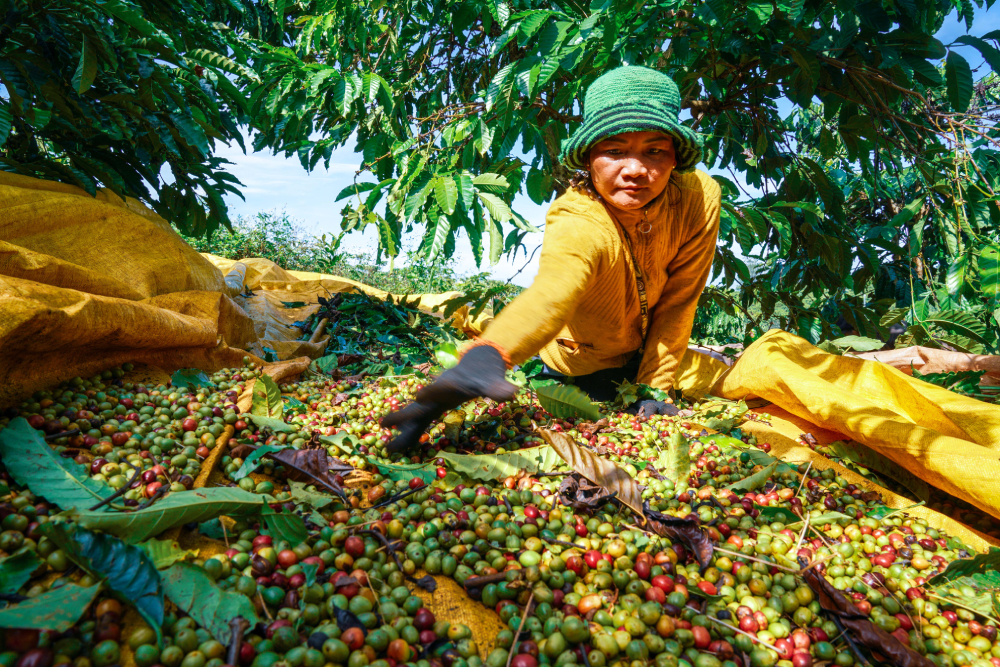 Lễ hội Di sản Cà phê Toàn cầu: Đưa cà phê Việt Nam trở về đúng với vị thế vốn có - 6