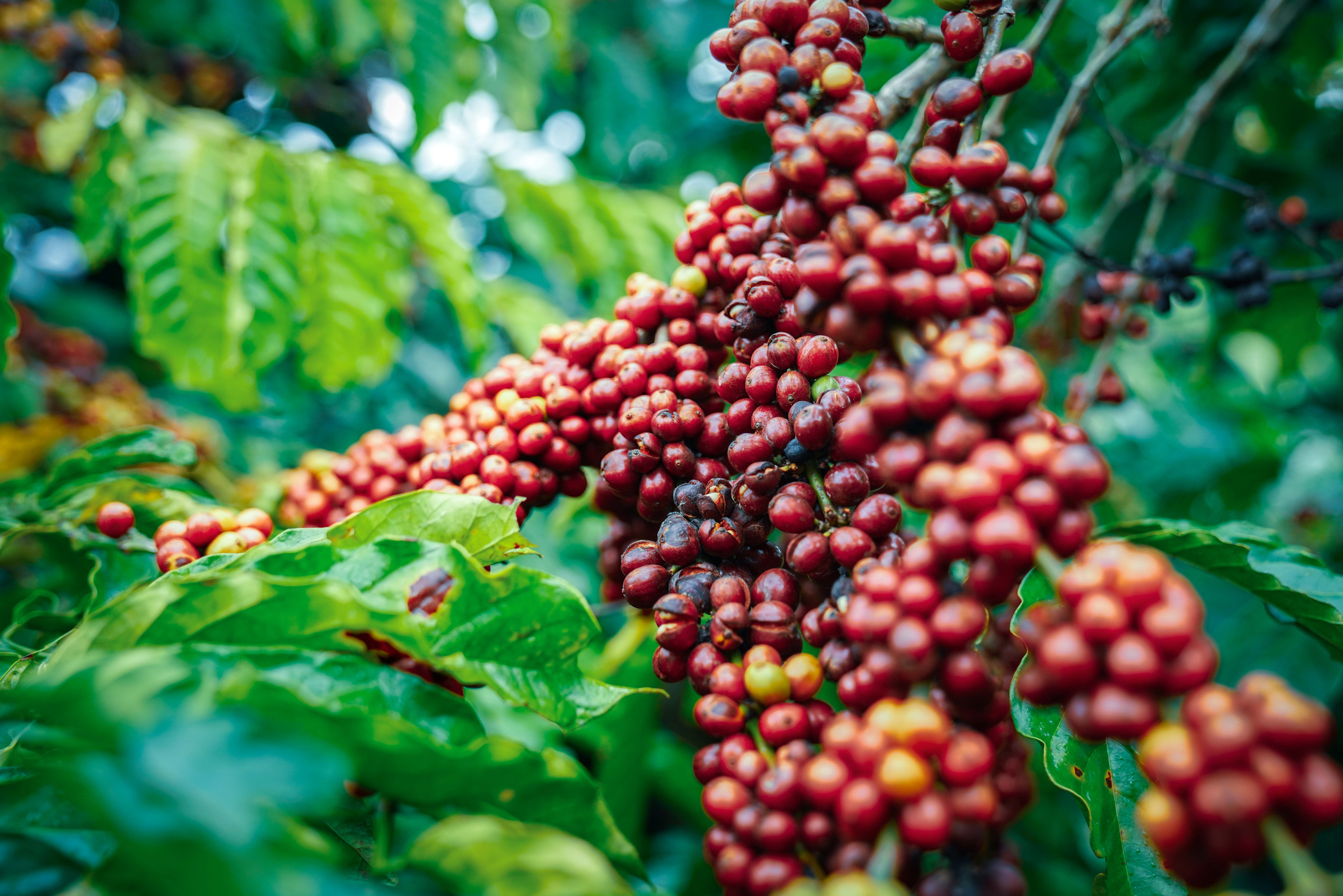 Lễ hội Di sản Cà phê Toàn cầu: Đưa cà phê Việt Nam trở về đúng với vị thế vốn có - 7