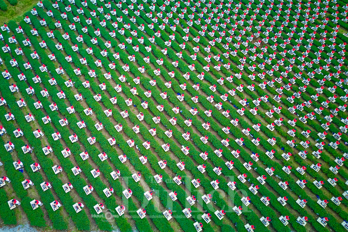 ‘Việt trà thức’ - Bản giao hưởng 1111 mảnh ghép tinh túy hồn trà Việt - 4