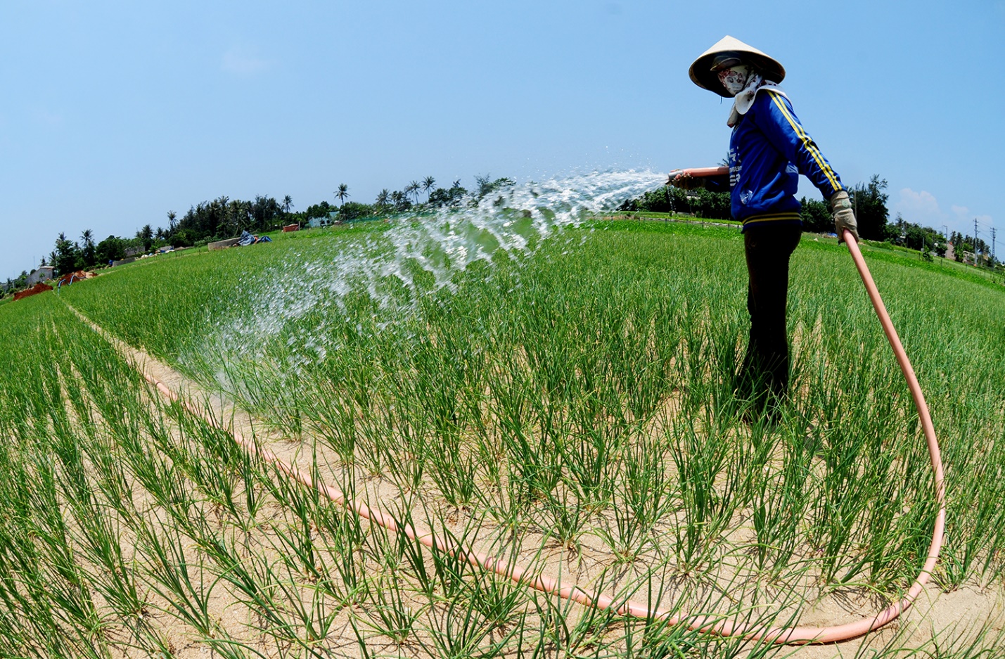 hanh trinh dua san pham toi ly son dat chuan ocop 5 sao - 4