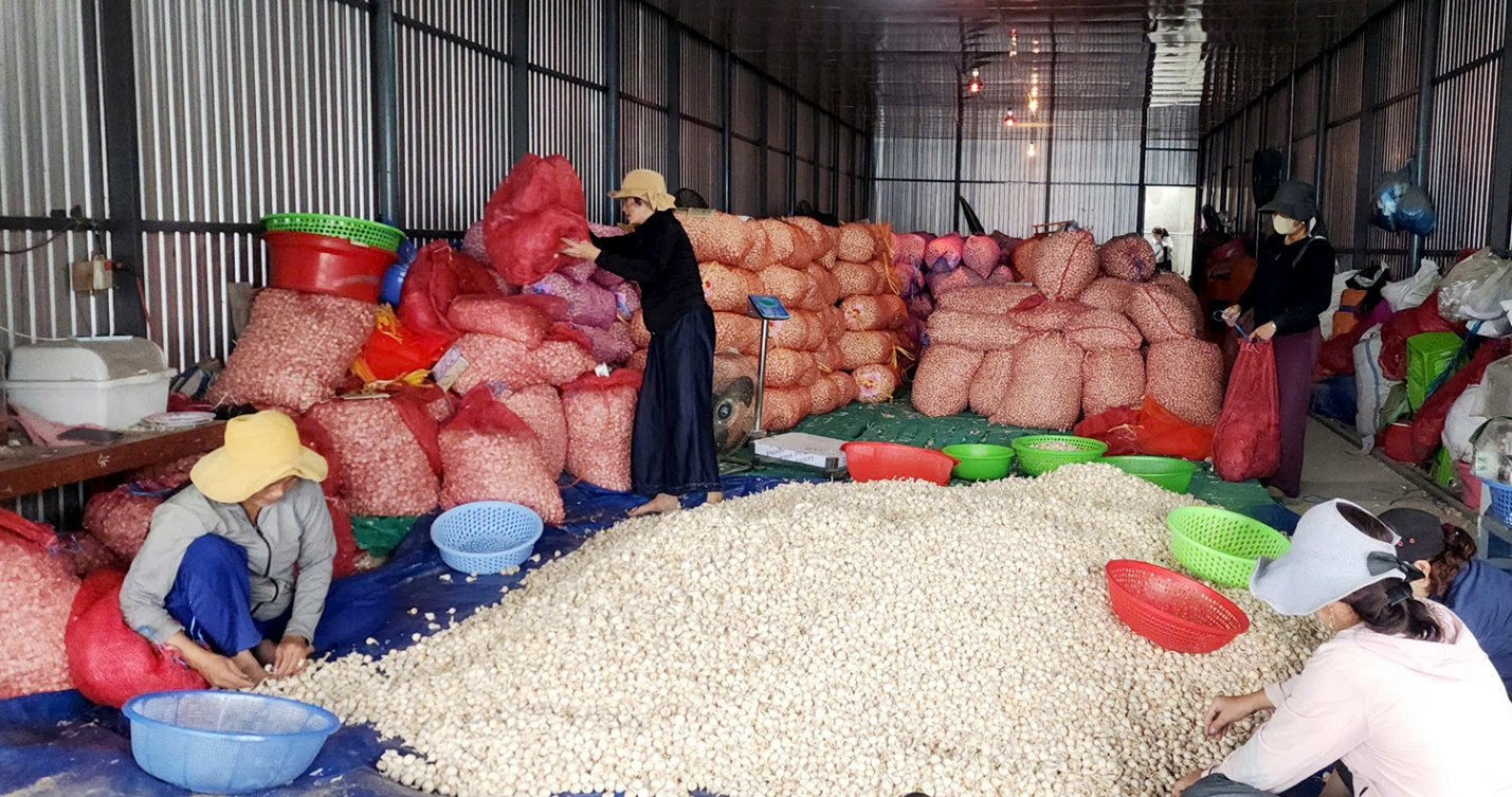 hanh trinh dua san pham toi ly son dat chuan ocop 5 sao - 15